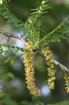 Honey locust